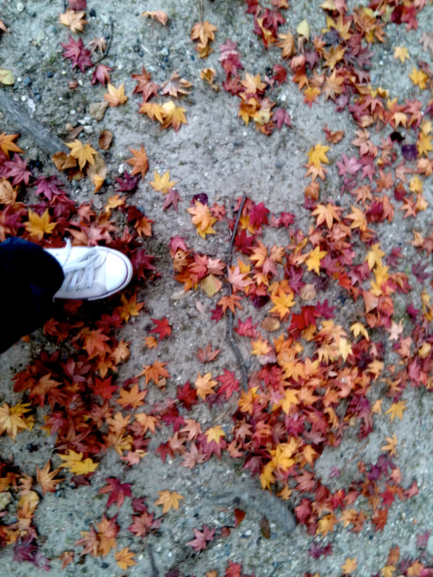 autumn leaves